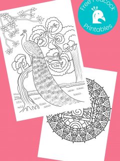 Printable peacock pictures on pink background