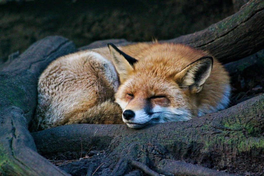 fox sleeping on tree roots