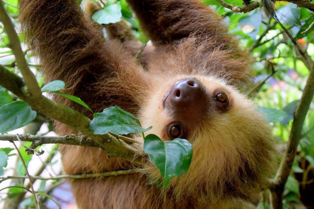 Cute slots - sloth hanging upside down in tree in Costa Rica