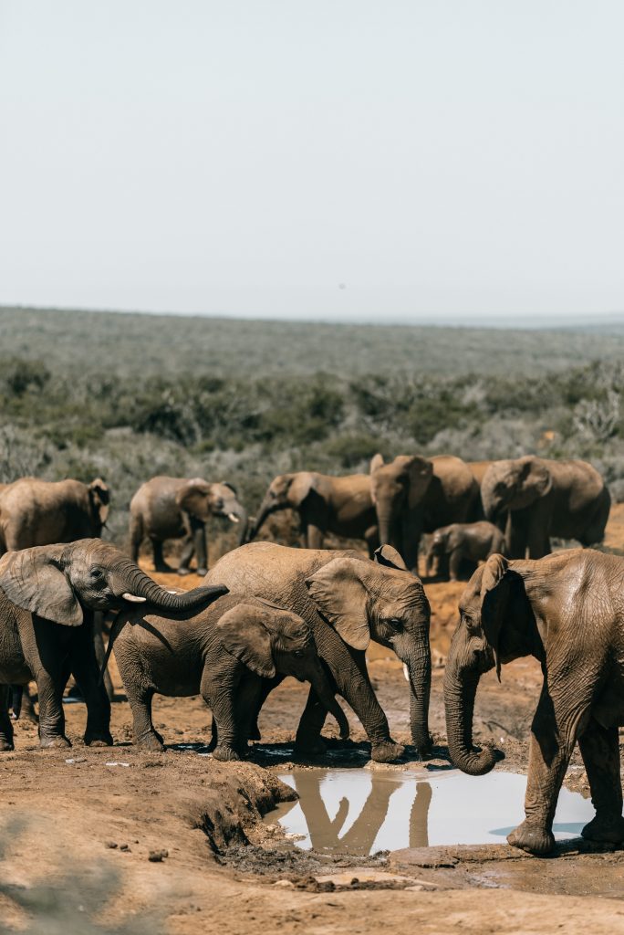 Herd of elephants around watering hole