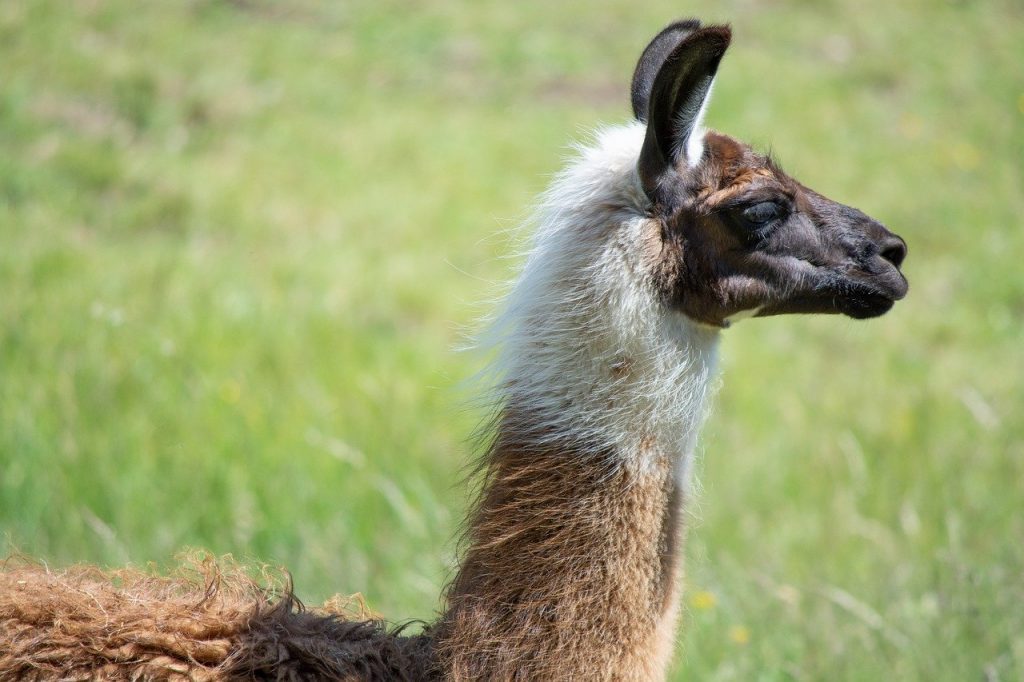 Side view of llama in grassy field