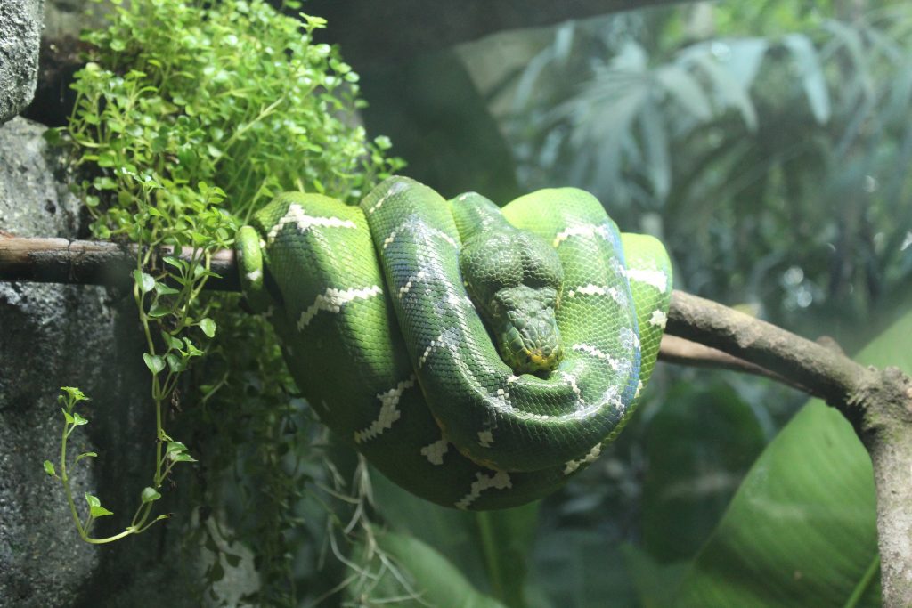 green snake on branch in rainforest