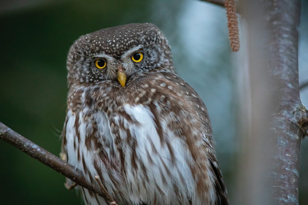 Brown and white owl sitting on tree branch - pictures of owls to color