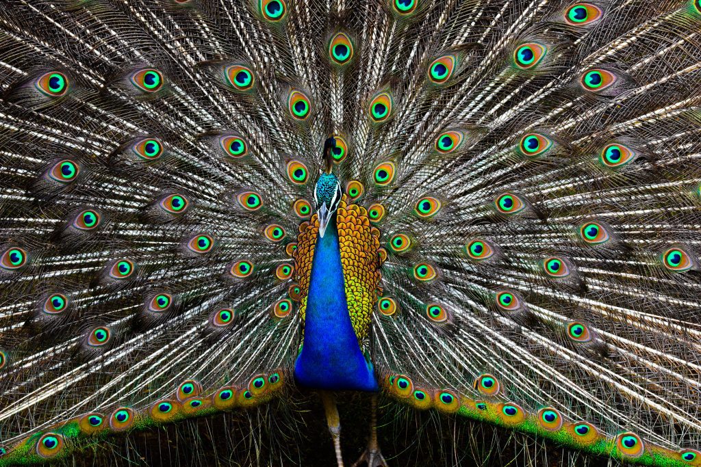 Male peacock with huge tail