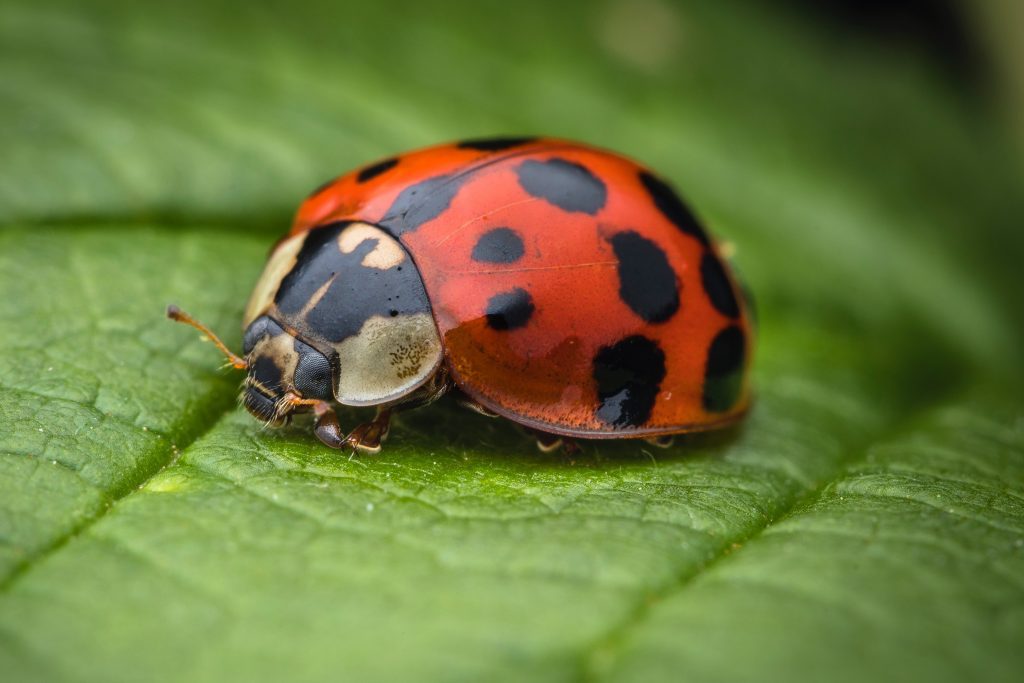 Single ladybug on green leaf