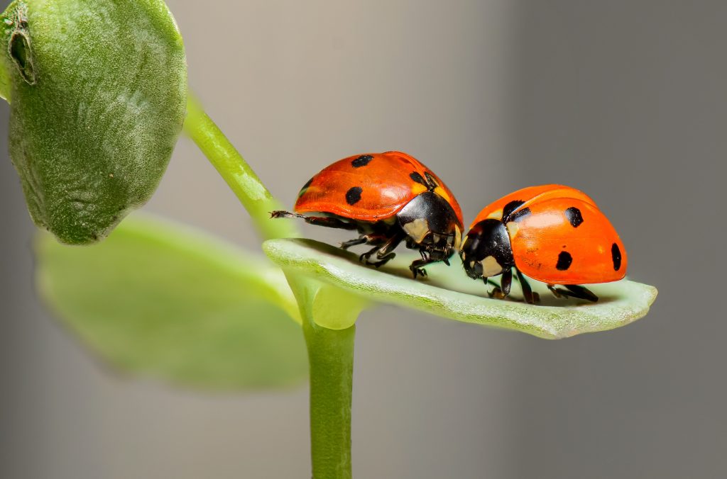 Two ladybugs on green leaf