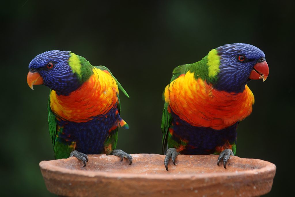 Colorful birds perched on bird bath