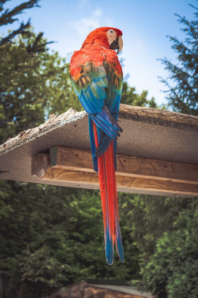 Large parrot red green and blue perched on wooden stand - bird coloring pages