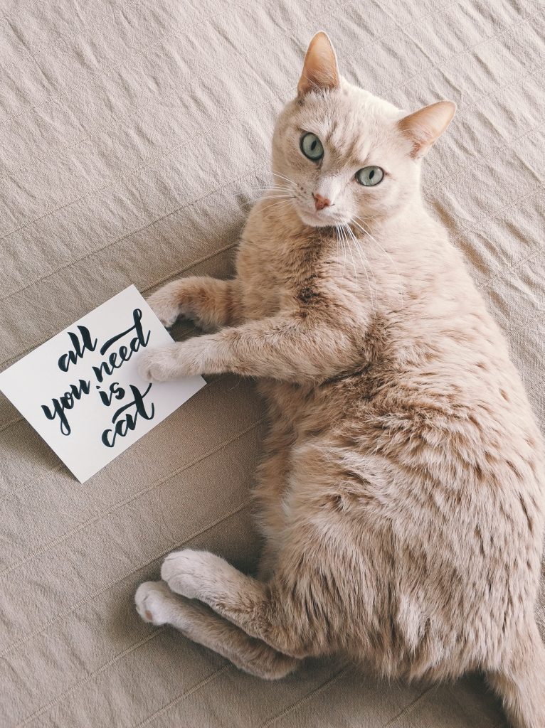 Tan cat lying on bed with sign that says "all you need is cat"