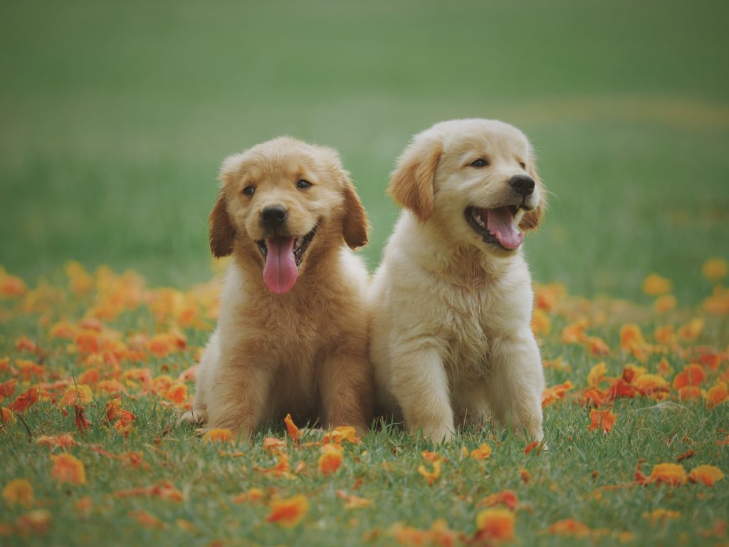 Two golden retriever puppies - free printable puppy coloring pages