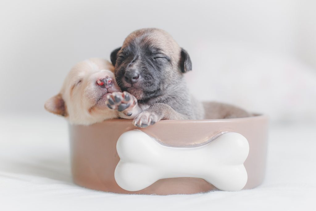 two newborn puppies with eyes closed sitting in bowl with bone on front - pictures of puppies to color