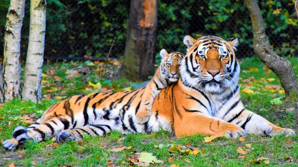 Mother and baby tigers laying in grass - tiger coloring pages