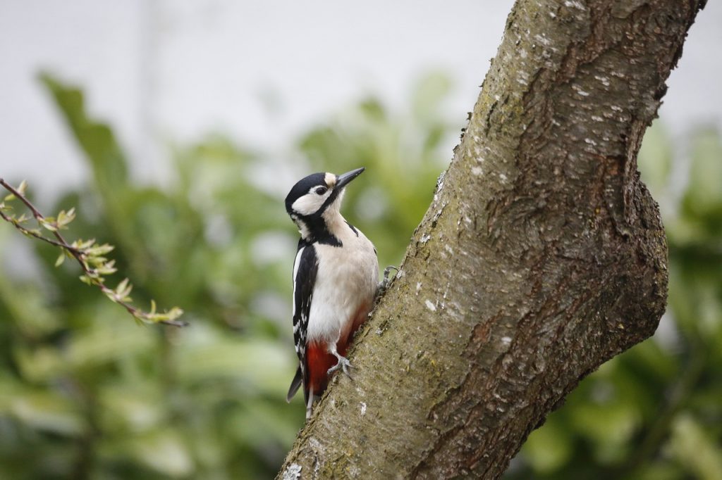 woodpecker in tree