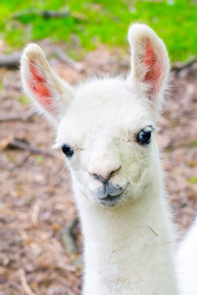 baby llama in grass